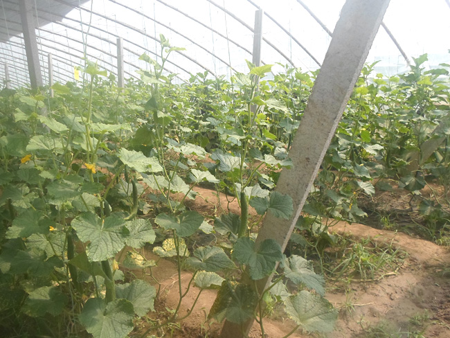 自然果农庄基地