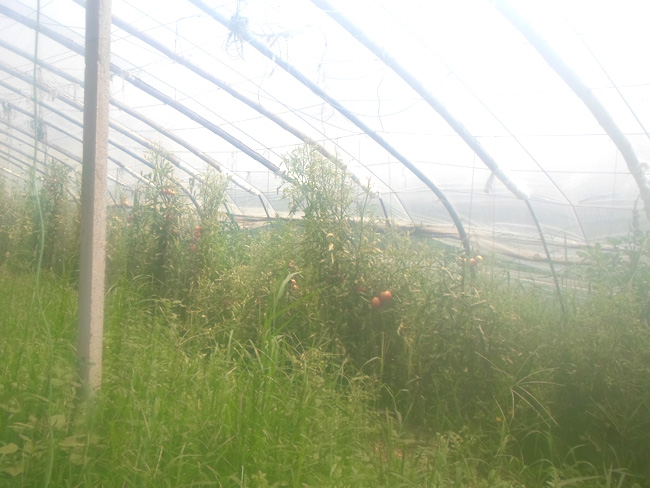 自然果农庄基地