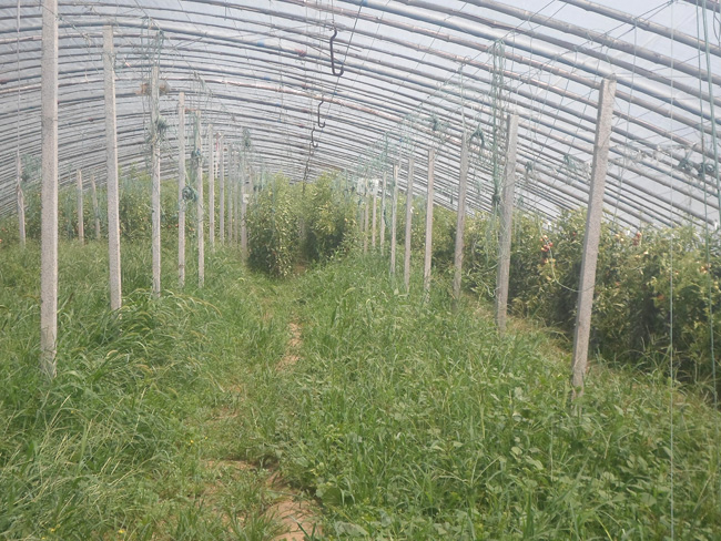 自然果农庄基地