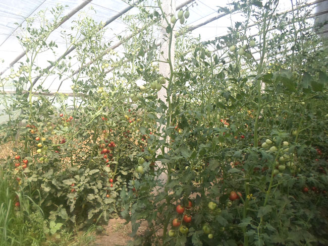 自然果农庄基地