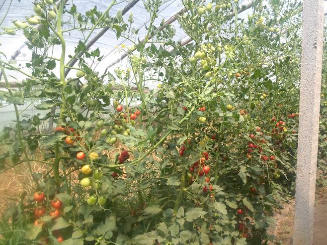 自然果农庄基地