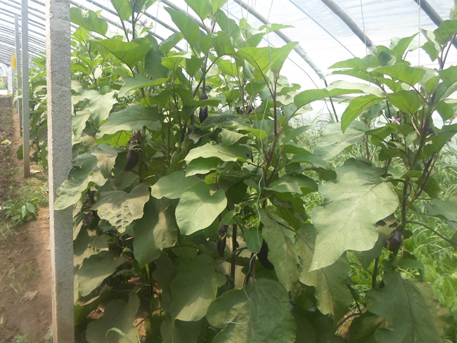 自然果农庄基地