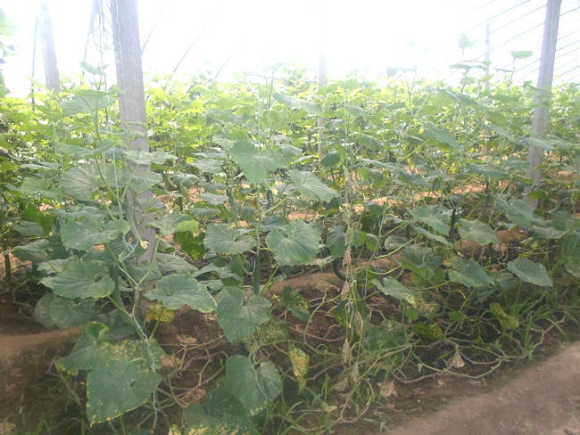 自然果农庄基地