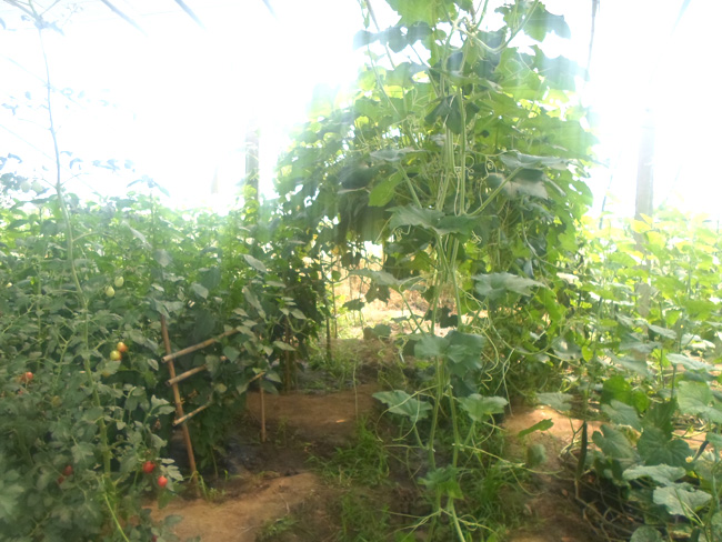 自然果农庄基地