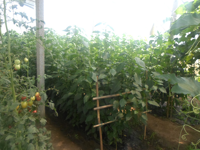 自然果农庄基地