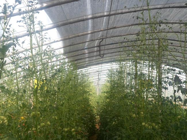 自然果农庄基地