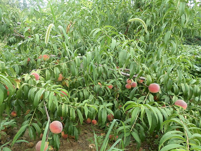 自然果农庄基地
