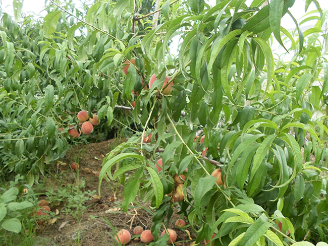 自然果农庄基地