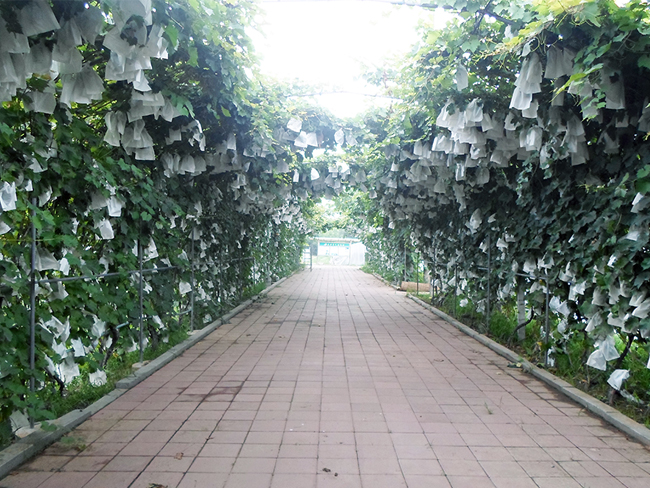 自然果农庄基地