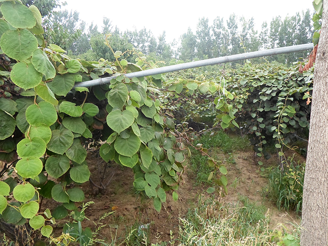 自然果农庄基地