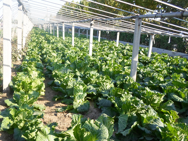 自然果农庄基地