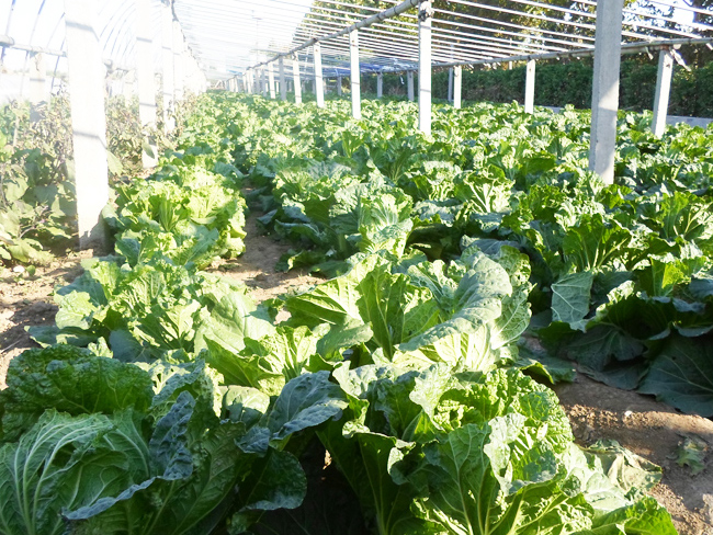 自然果农庄基地