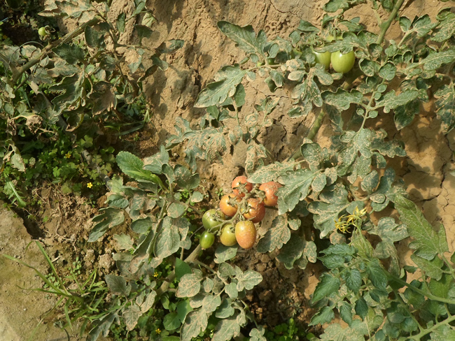自然果农庄基地
