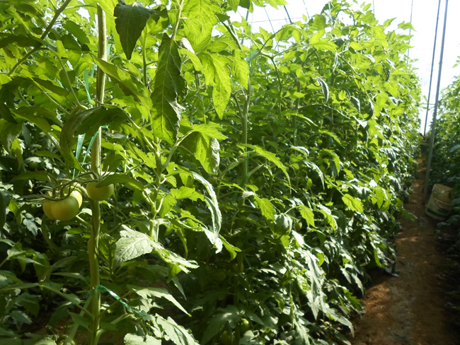 自然果农庄基地