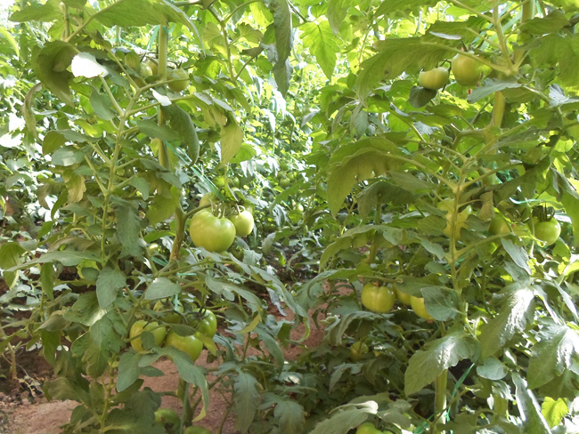 自然果农庄基地