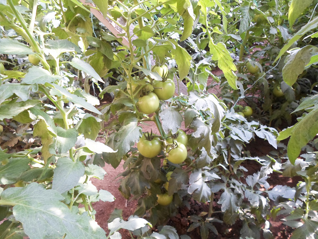 自然果农庄基地