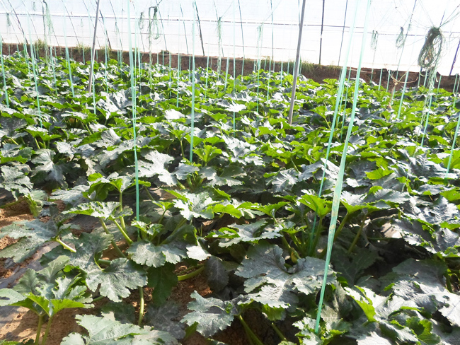 自然果农庄基地