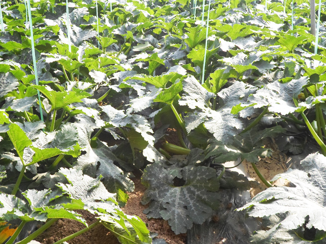 自然果农庄基地