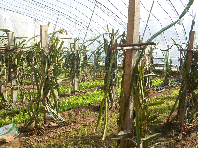 自然果农庄基地