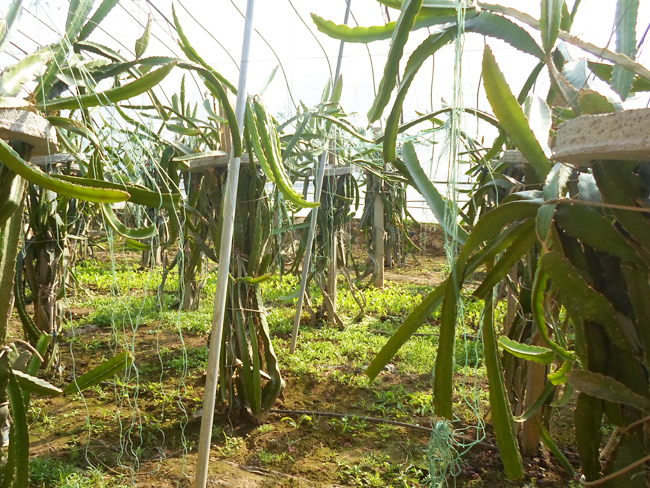 自然果农庄基地