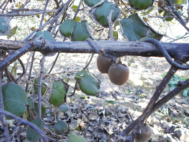 自然果农庄基地
