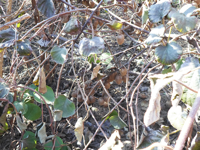 自然果农庄基地