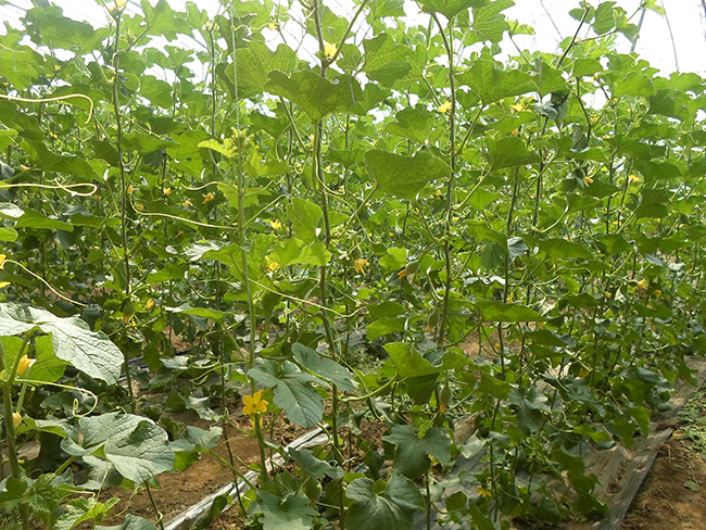 自然果农庄基地