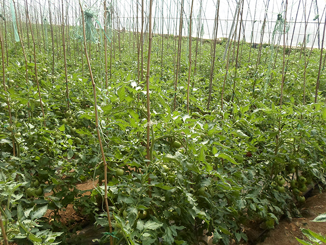 自然果农庄基地