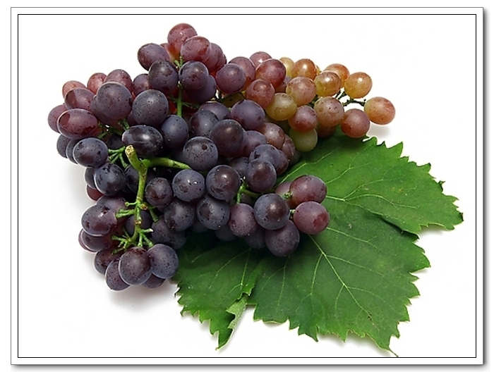 葡萄