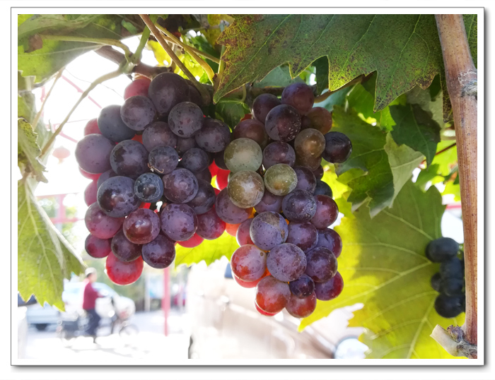 葡萄