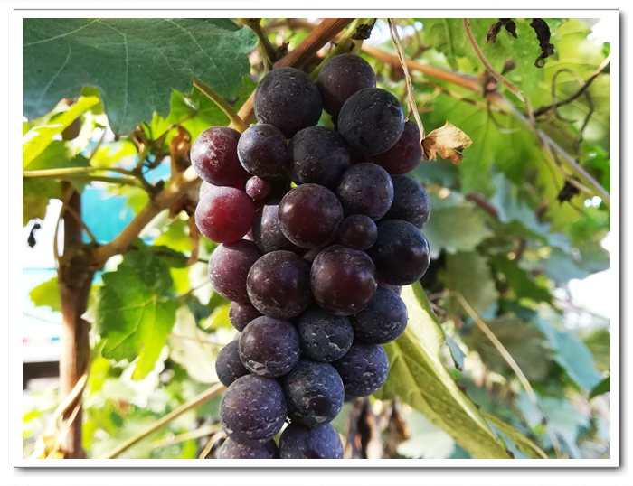 葡萄